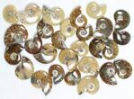 Lot: KG Madagascar Polished Ammonites (-) - Pieces #79350-1